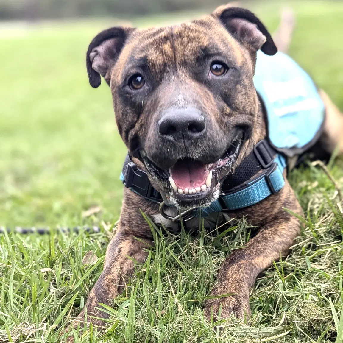 Jojo - American Pit Bull Terrier