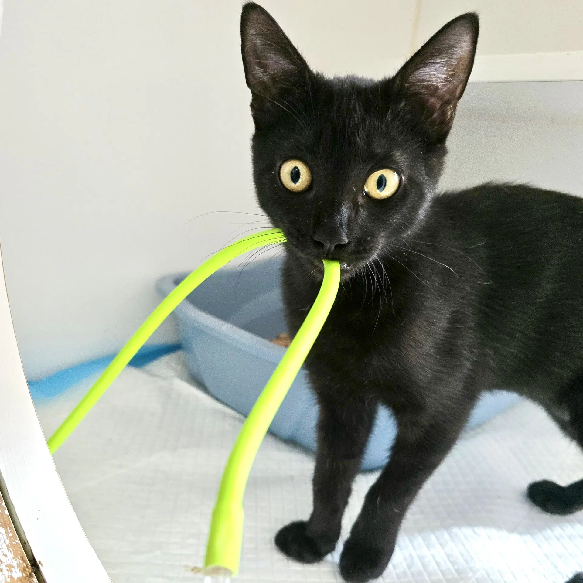 Olive - Domestic Short Hair