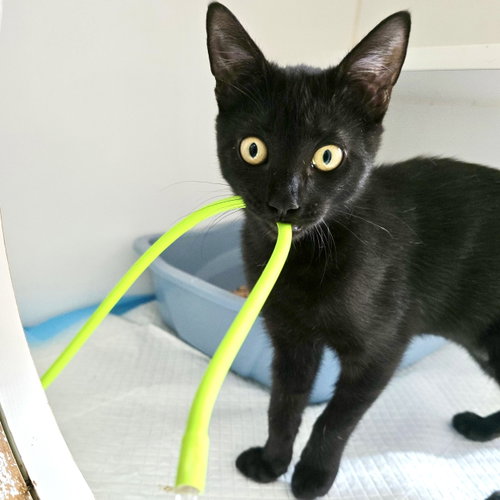 Olive, a cat for adoption from Oakland Animal Services