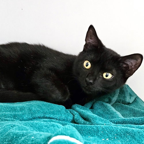 Photo 2 of Olive