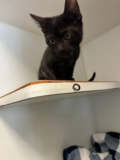 Juniper Bonded W Sequoia - Domestic Short Hair