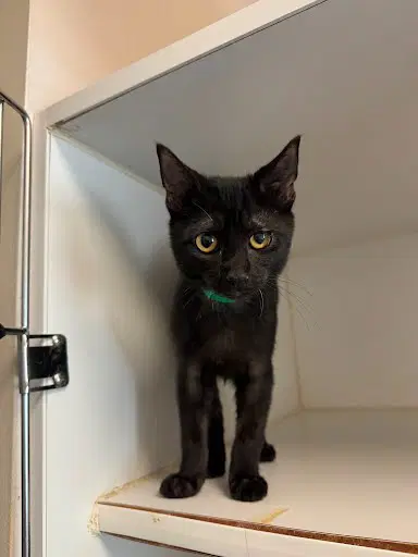 Sequoia Bonded W Juniper - Domestic Short Hair