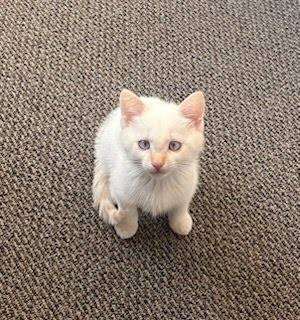 Finn