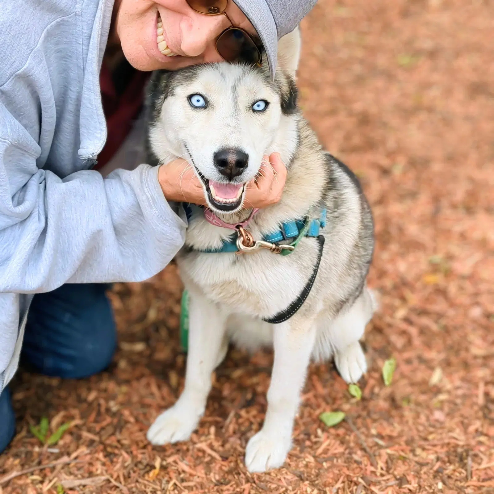 Nita - Siberian Husky