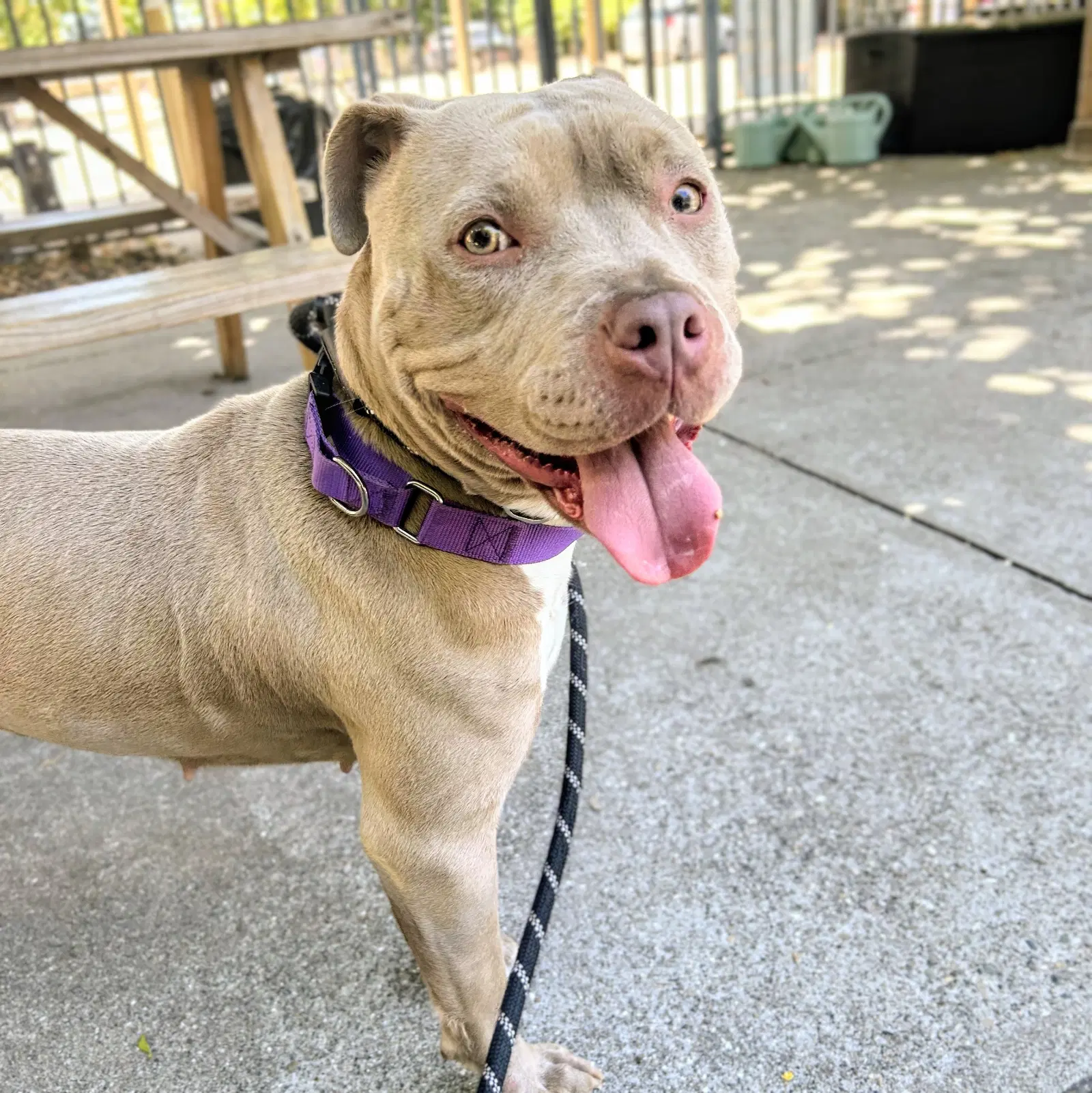 Frances - American Pit Bull Terrier