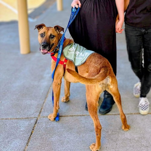 picture of the dog needing adoption