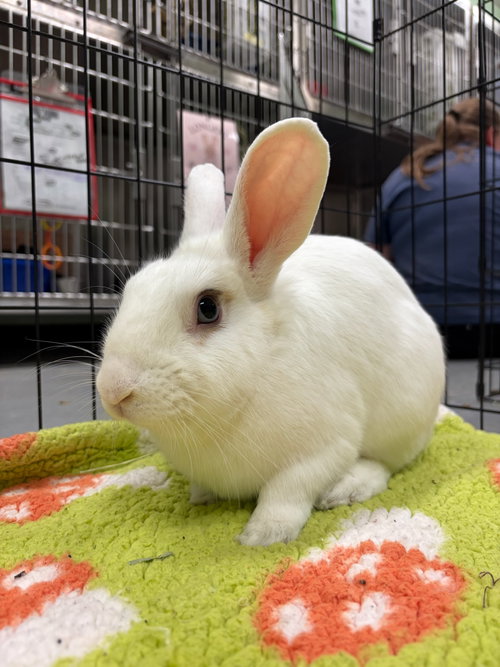 Bunanagram, a rabbit for adoption from Oakland Animal Services