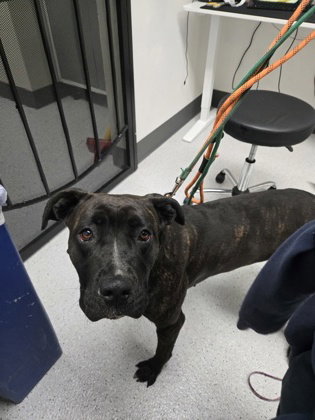 Song, an adoptable Cane Corso Mastiff in Oakland, CA