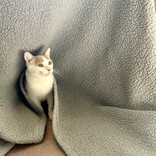 picture of the cat needing adoption