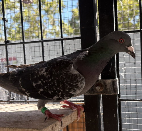 Ler, a poultry for adoption from Oakland Animal Services