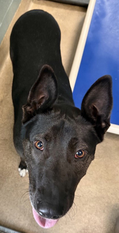 Daisy May, an adoptable Retriever in Oakland, CA