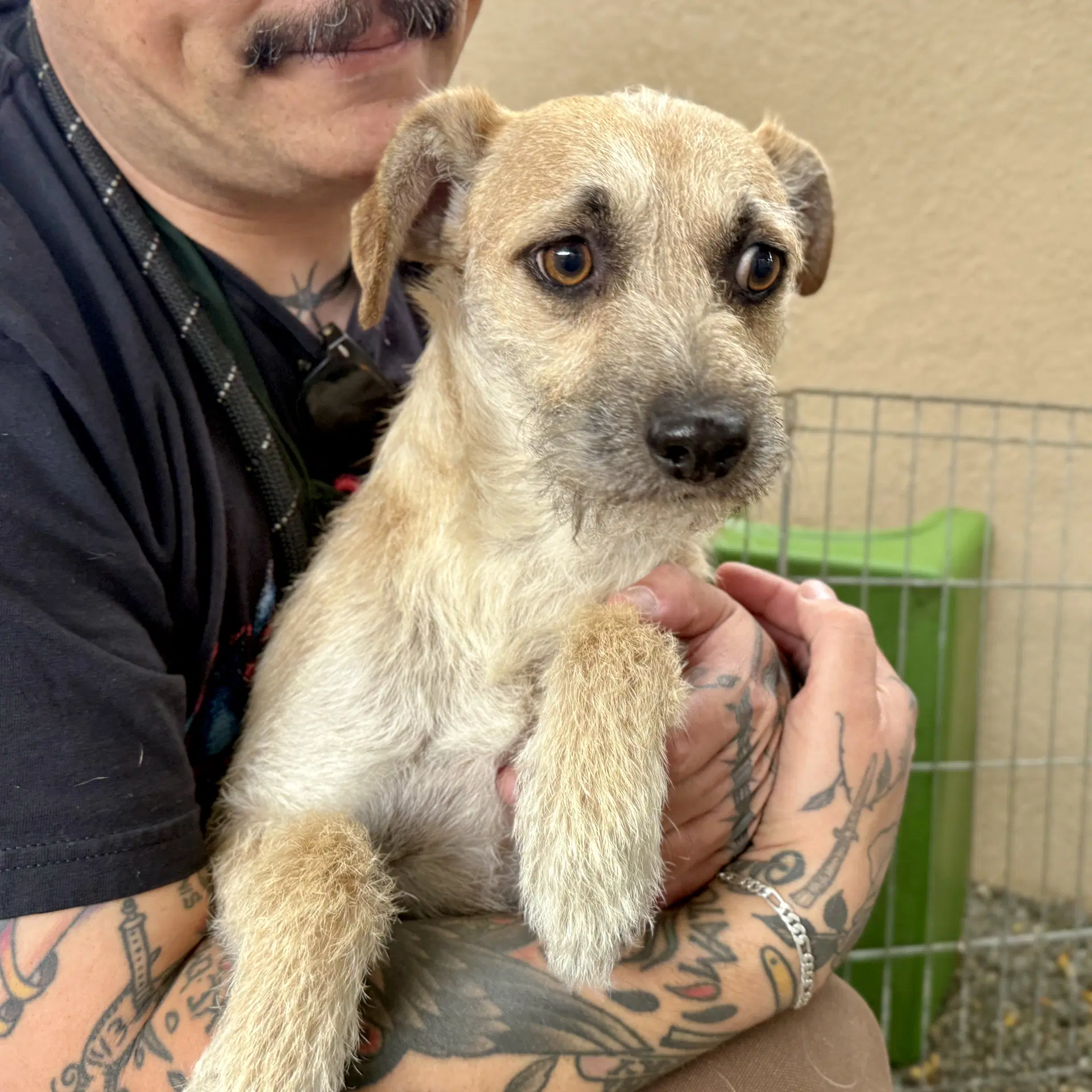 Sprout - Terrier