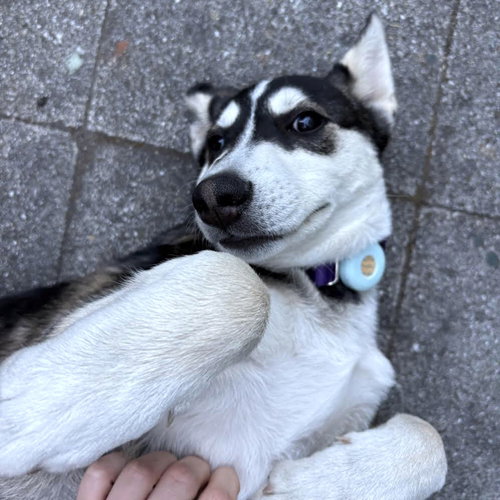 Zuzu photo 2