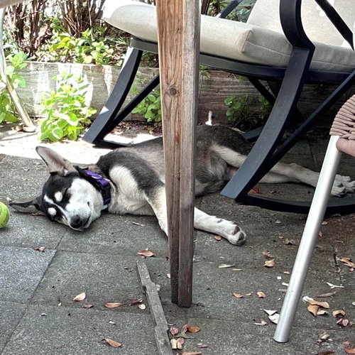 Zuzu photo 3