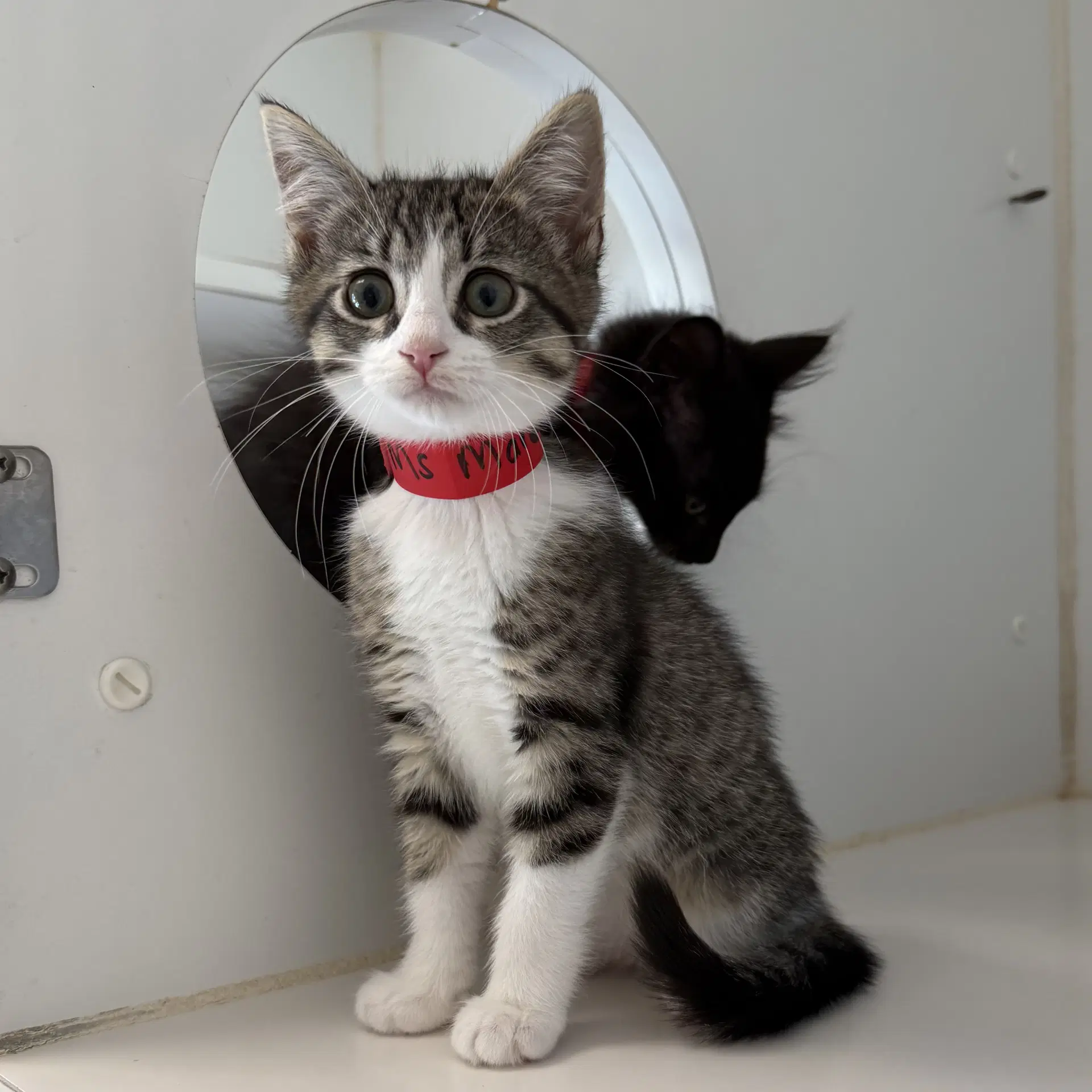 Ms Marvel - Domestic Short Hair