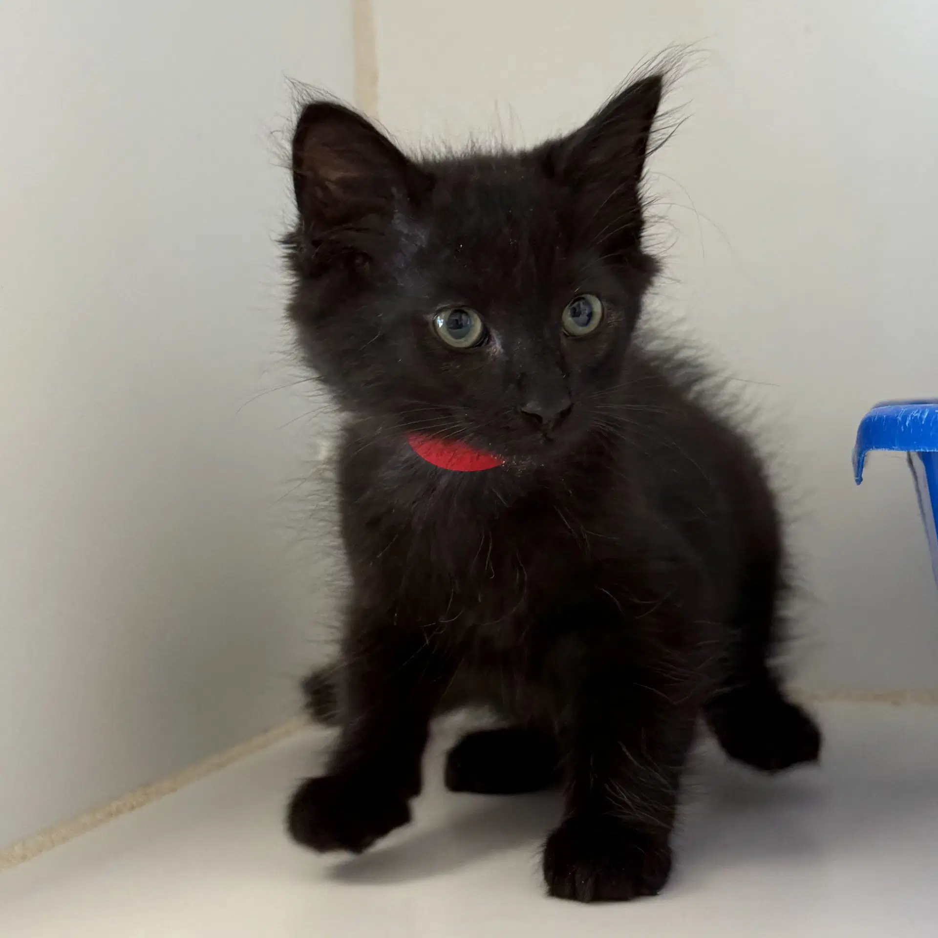 Floyd - Domestic Short Hair