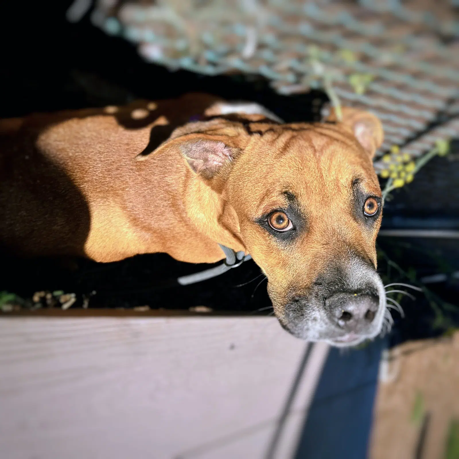 Ezekiel - Boxer