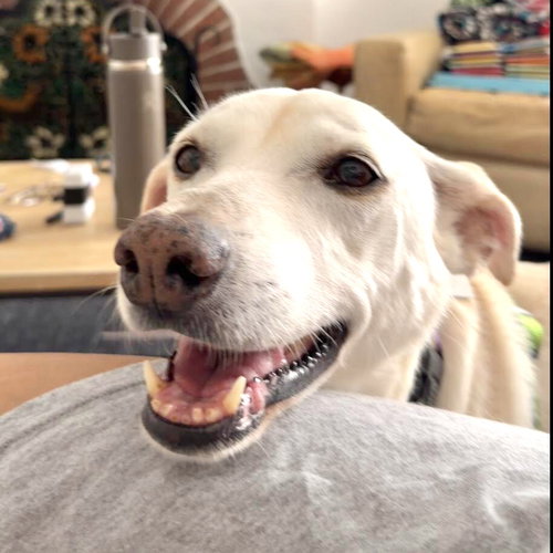 Taffy, photo 7