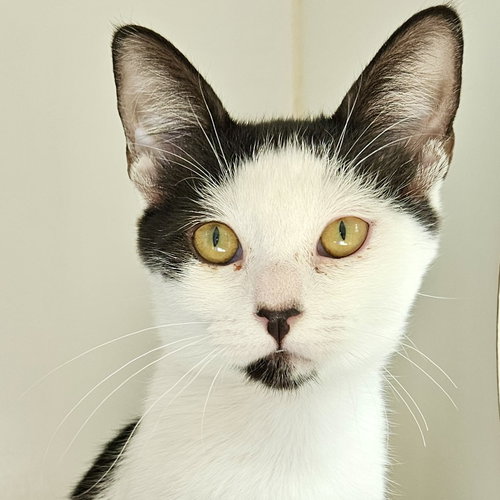 picture of the cat needing adoption