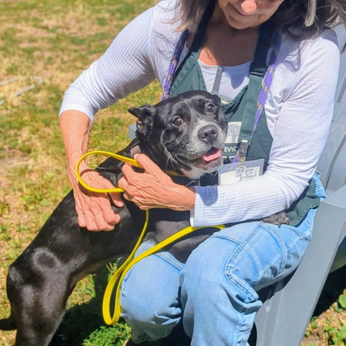 picture of the dog needing adoption