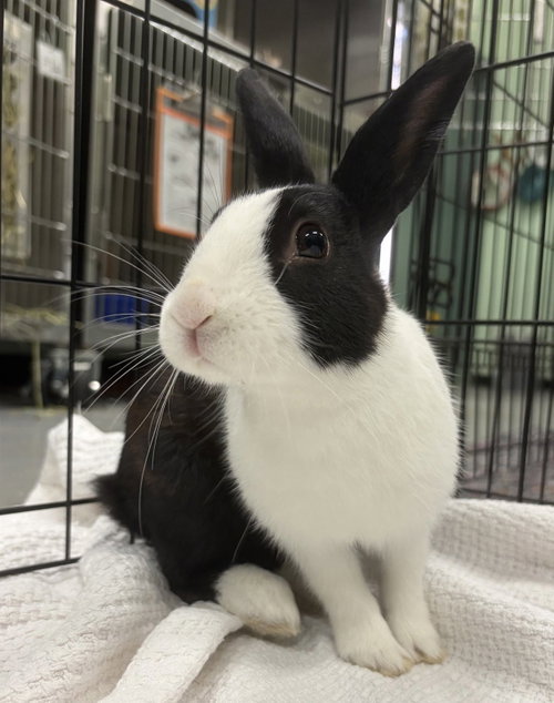 Eenie, a rabbit for adoption from Oakland Animal Services