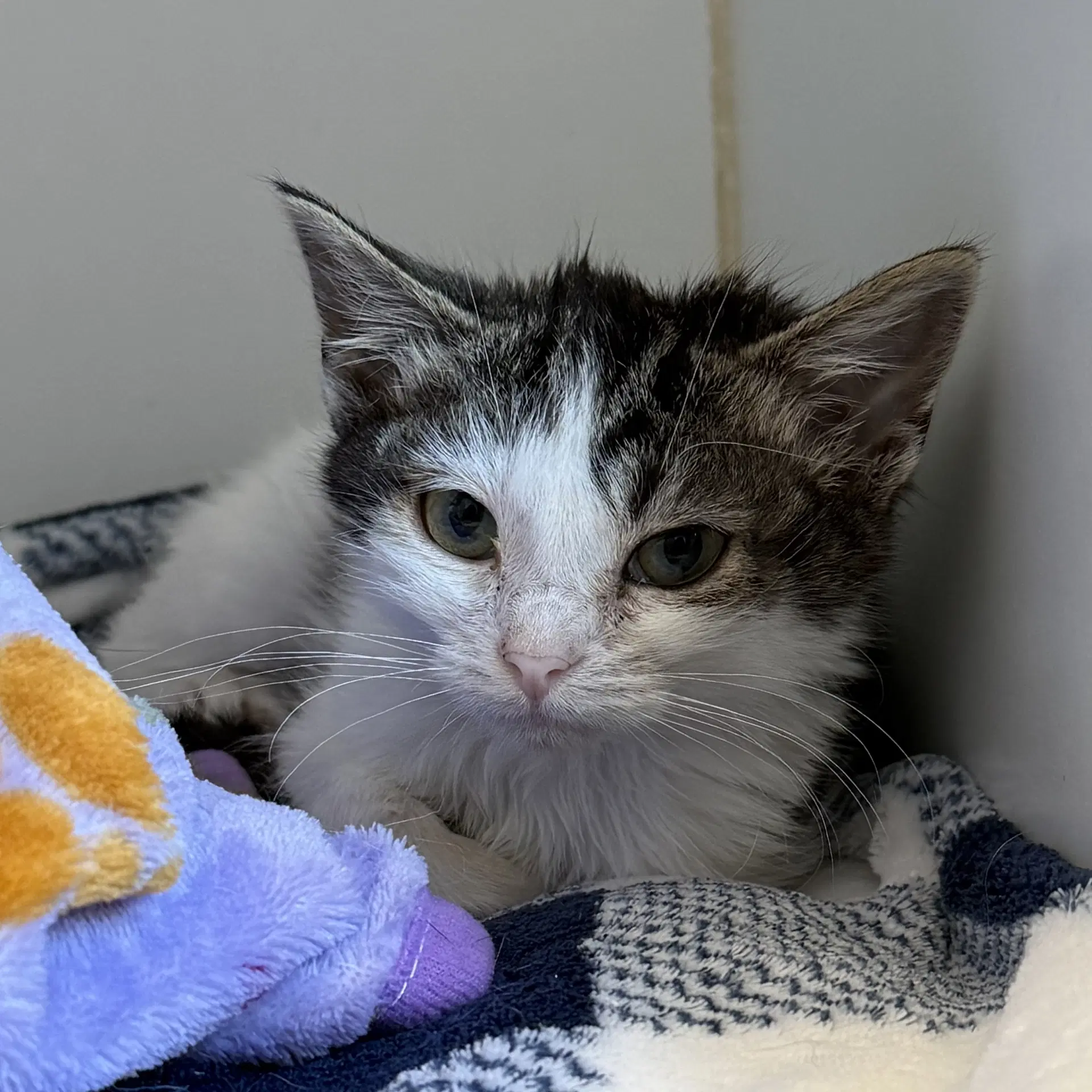 Madeline - Domestic Short Hair