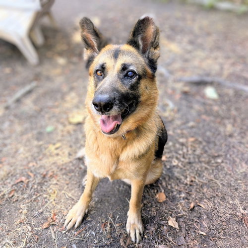 picture of the dog needing adoption
