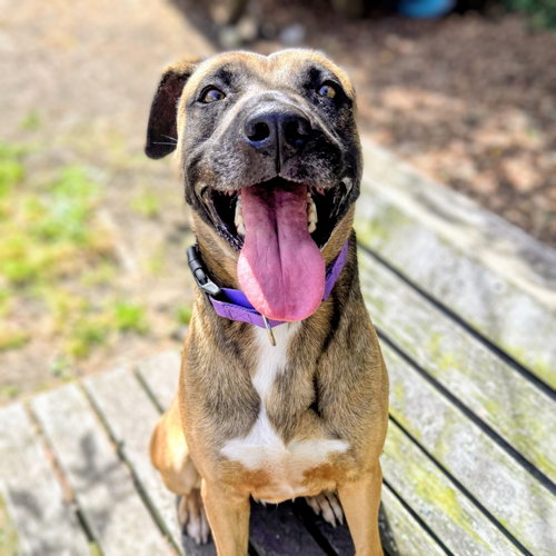 picture of the dog needing adoption