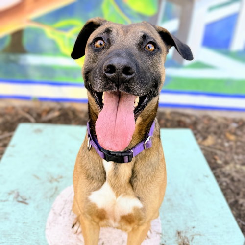 Rocket, a dog for adoption from Oakland Animal Services