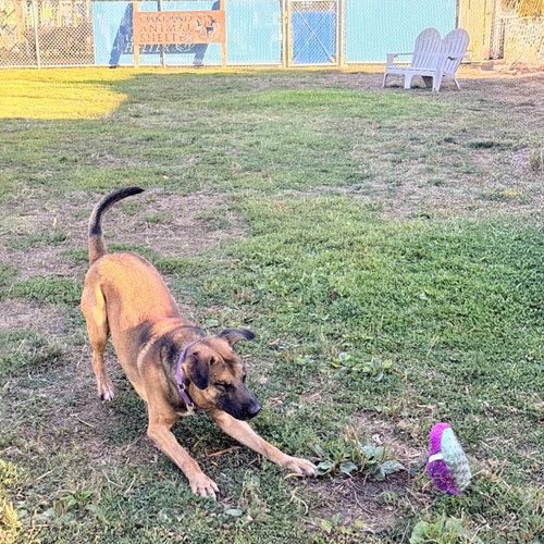 Photo 3 of Rocket