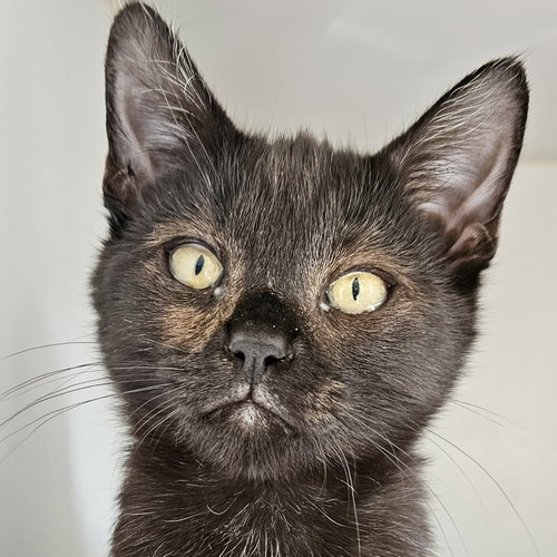 picture of the cat needing adoption