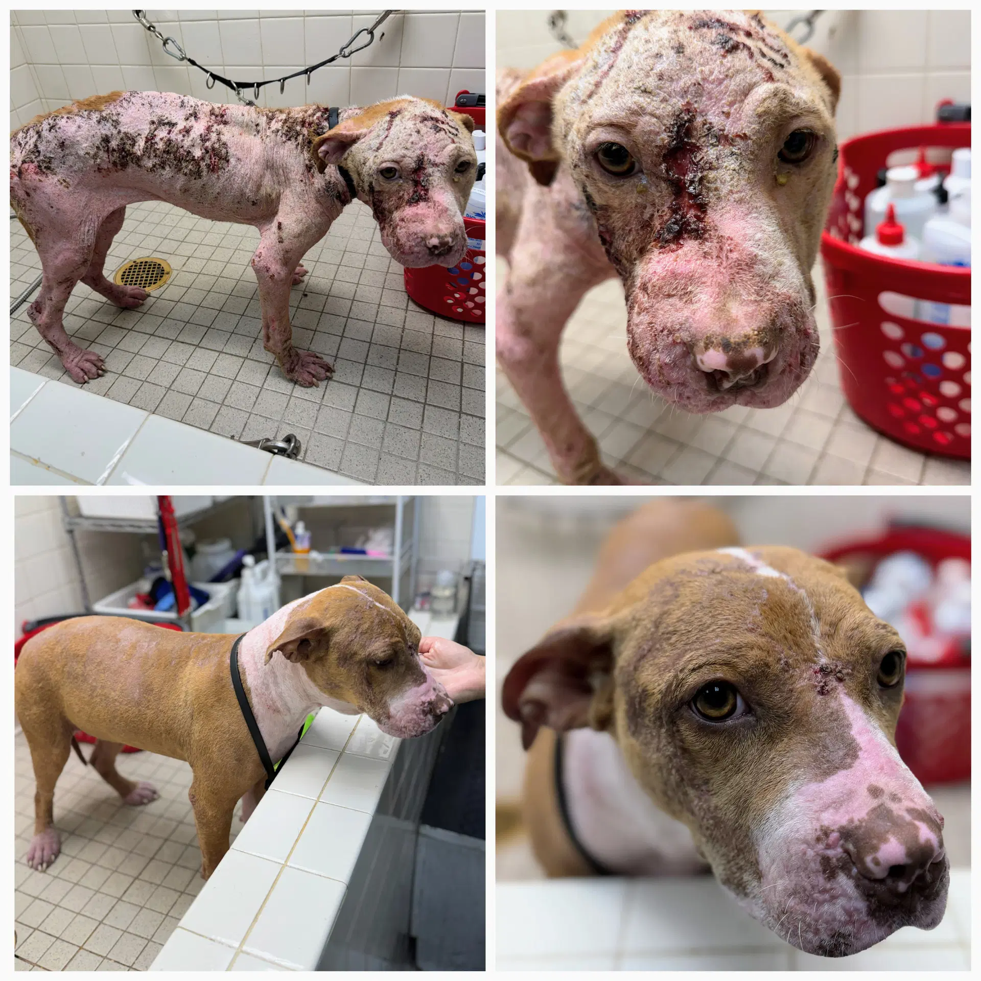 Alice - American Pit Bull Terrier