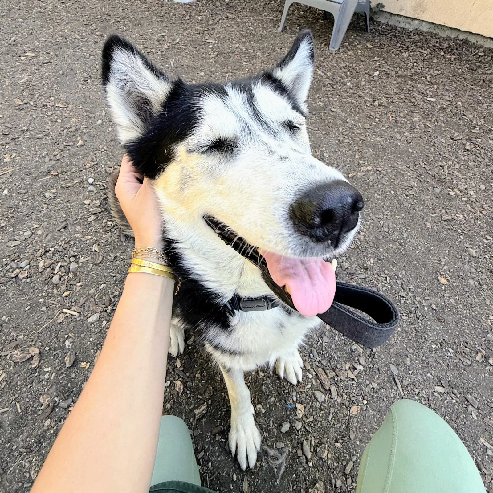 Mystique - Husky