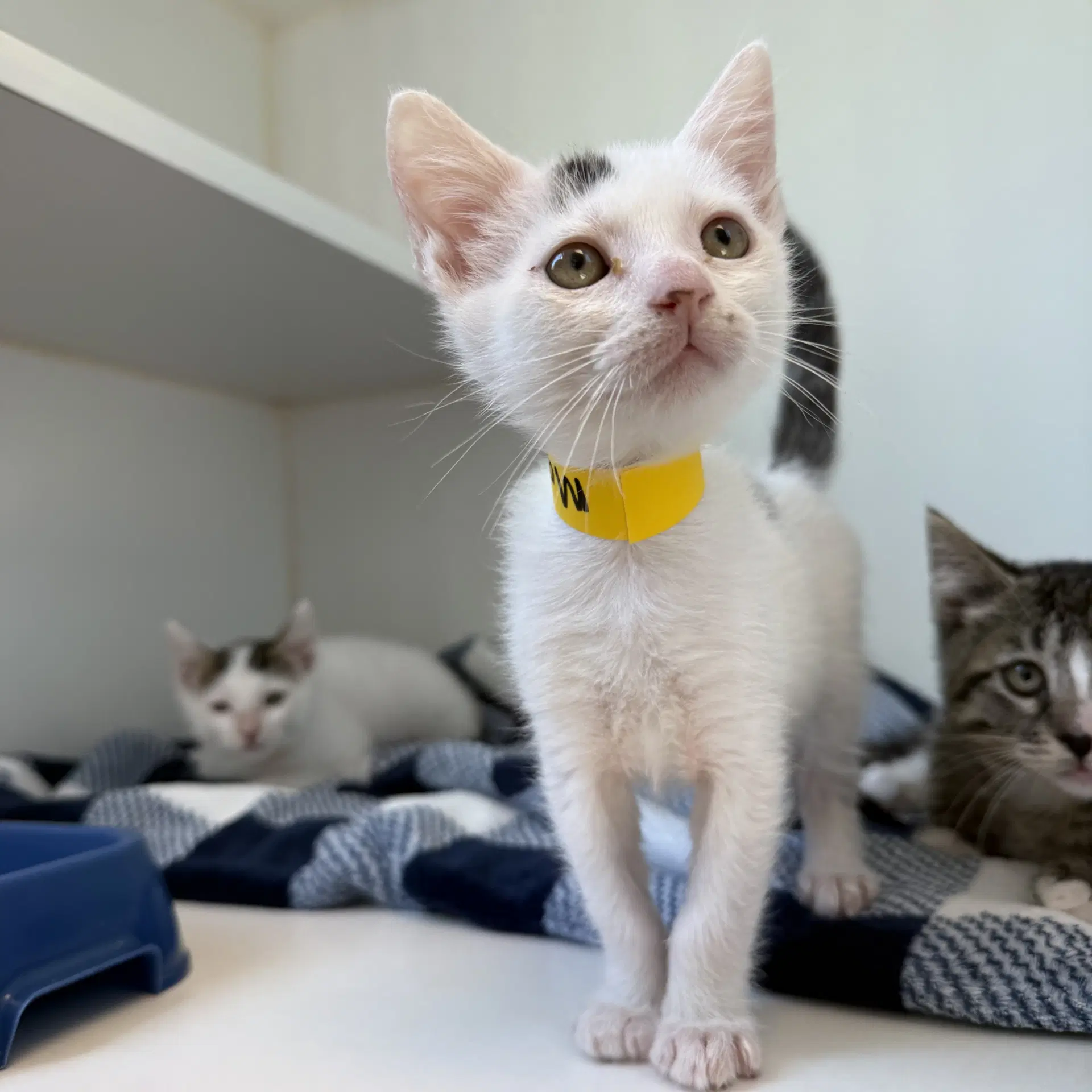 Mongo - Domestic Short Hair