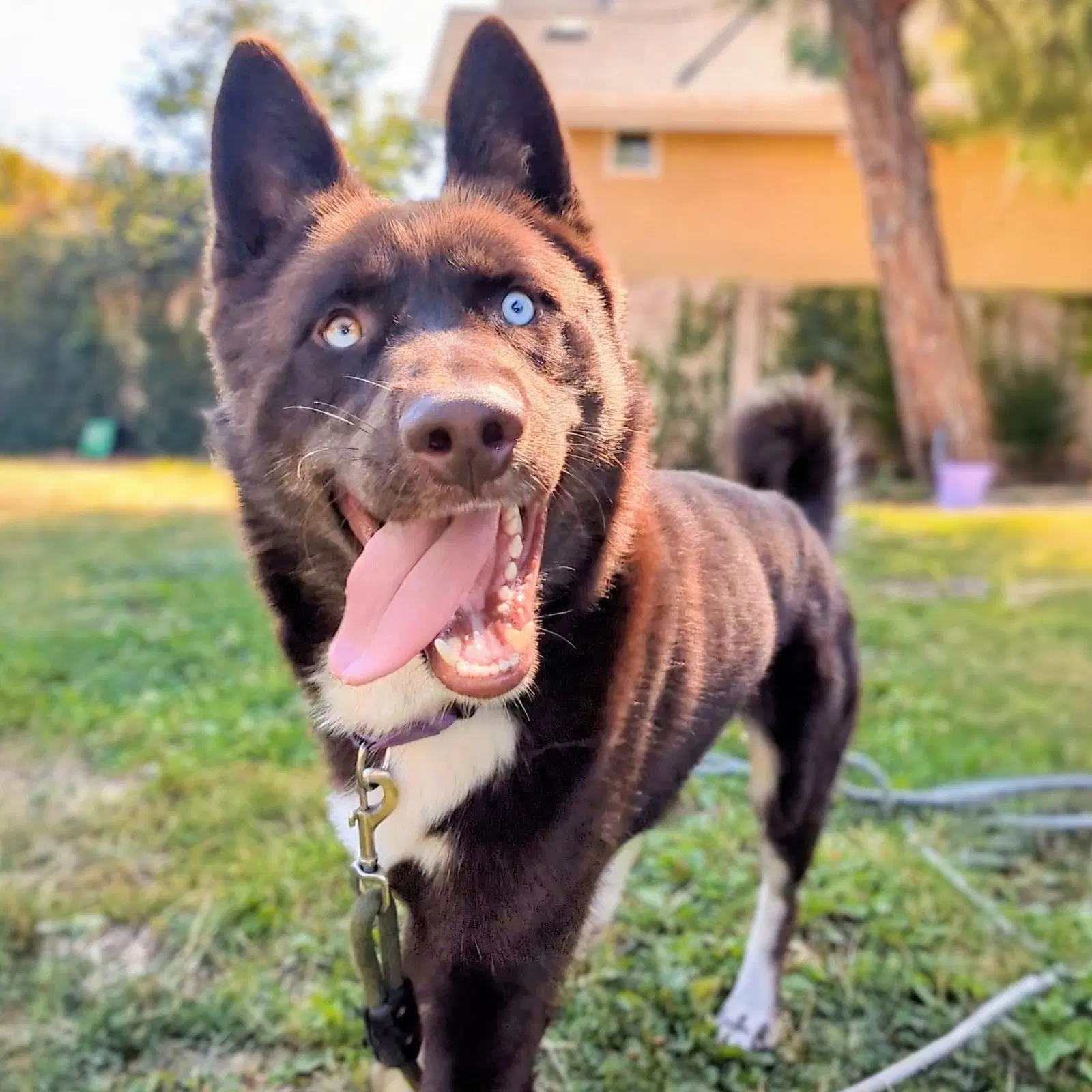 Parker - Husky