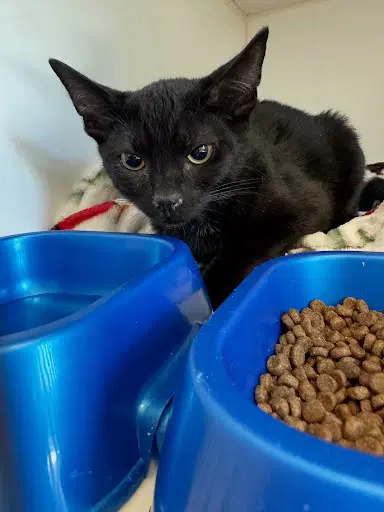 Winifred - Domestic Short Hair