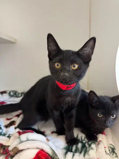 Mary - Domestic Short Hair