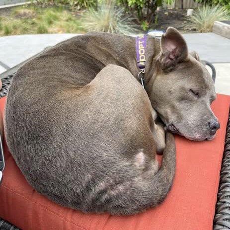 Millie photo 6