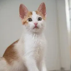 Violet - Domestic Short Hair