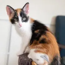 Edna - Domestic Short Hair