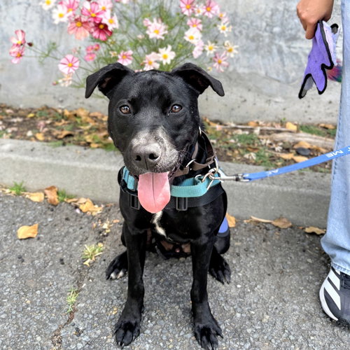 picture of the dog needing adoption