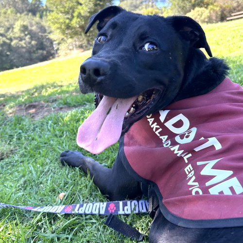 Dusty, a dog for adoption from Oakland Animal Services