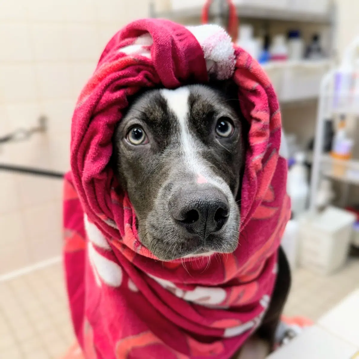 Minnie Winnie - American Pit Bull Terrier