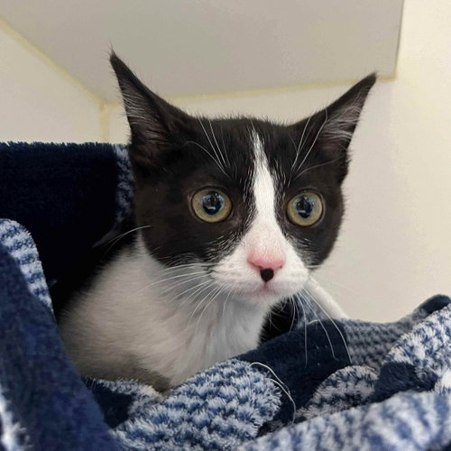picture of the cat needing adoption