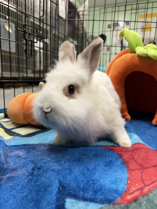 Penelope, a rabbit for adoption from Oakland Animal Services
