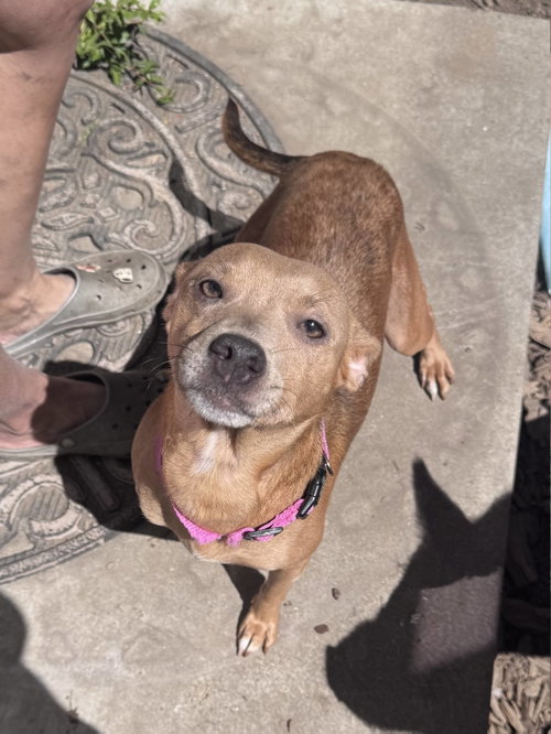 Salamandra, a dog for adoption from Oakland Animal Services