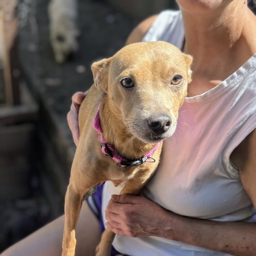 Salamandra, Chihuahua / Mixed