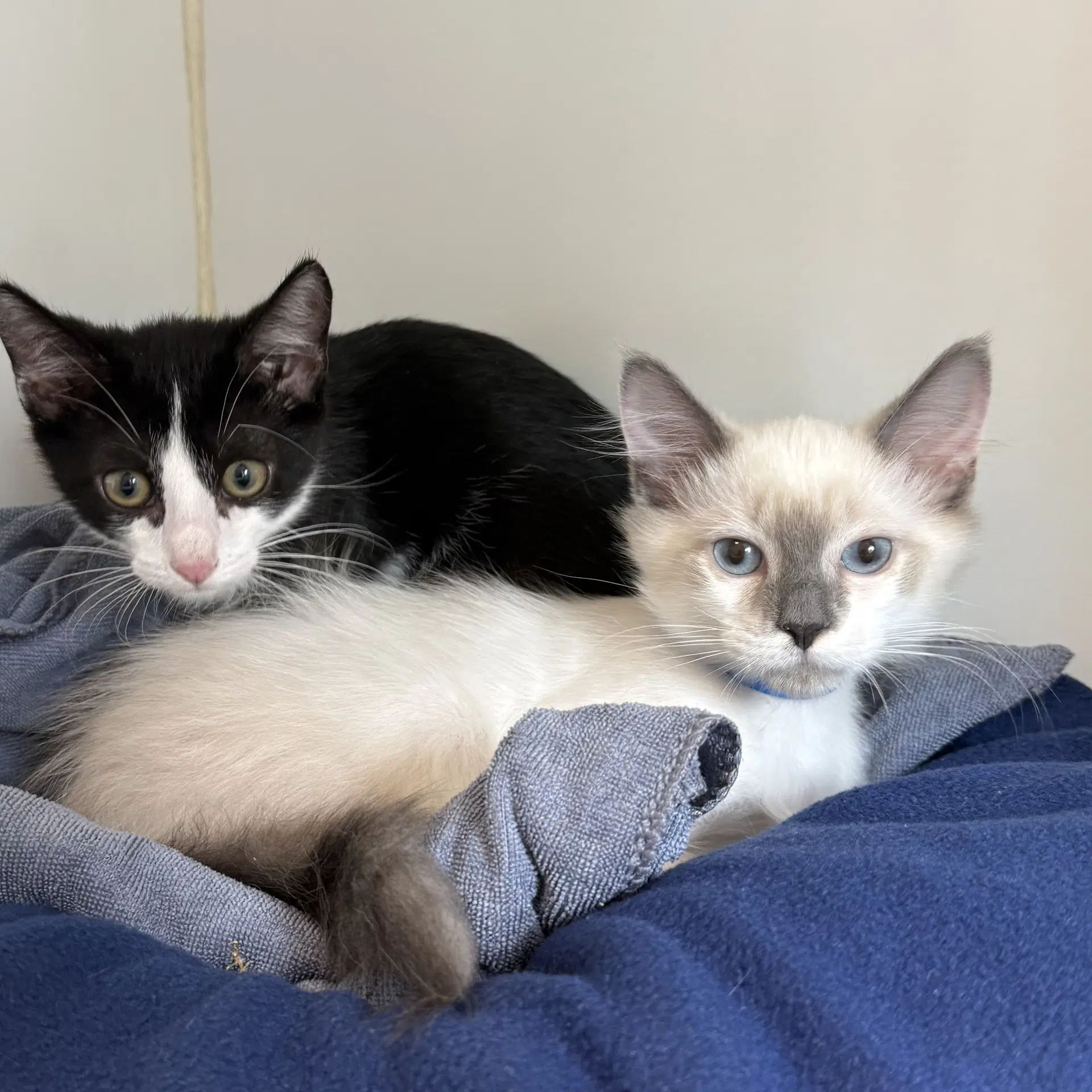 Thumper Bonded W Flower - Siamese