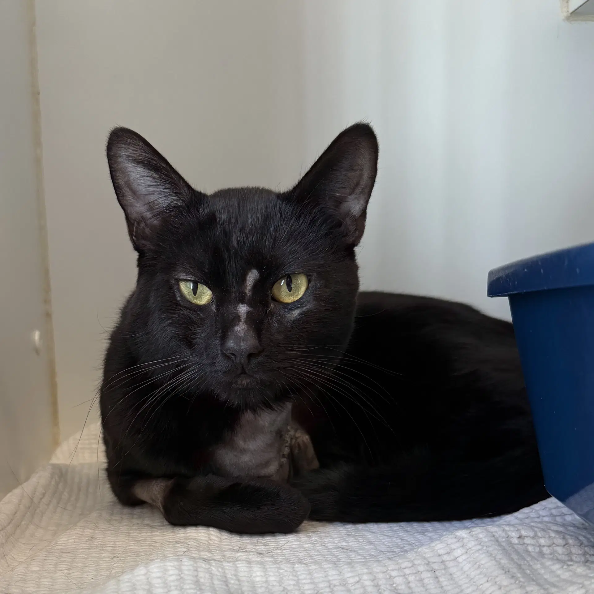 Dante - Domestic Short Hair