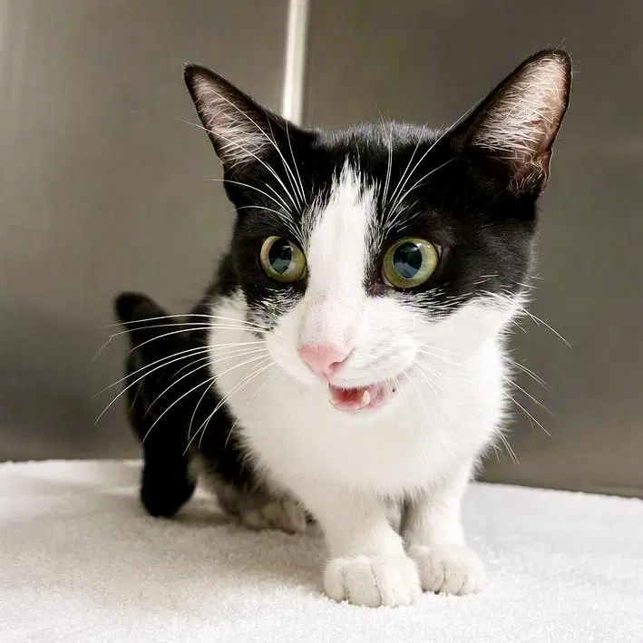 Daphne - Domestic Short Hair